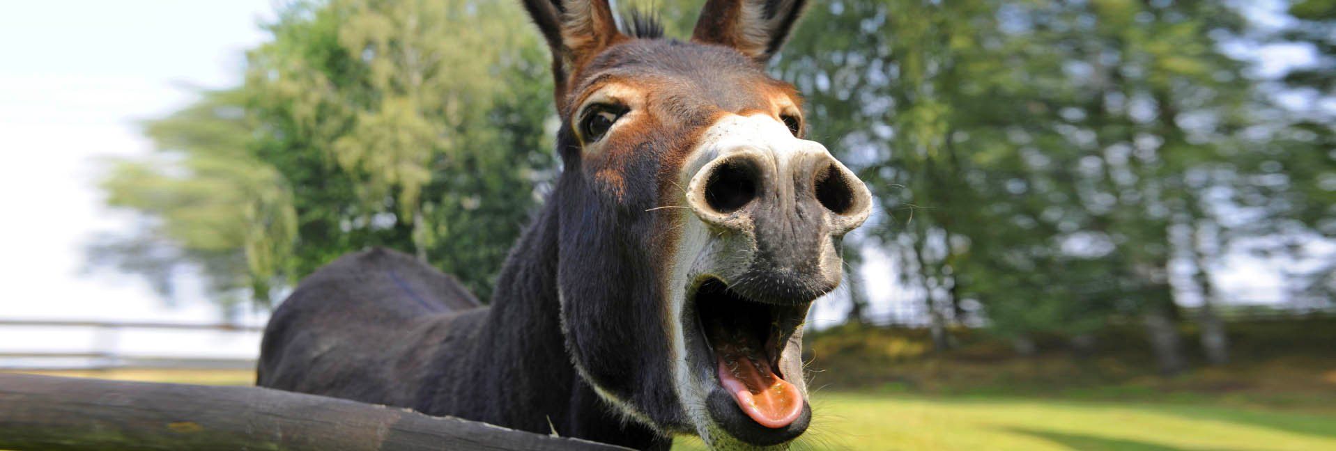 picture of the real wadhah